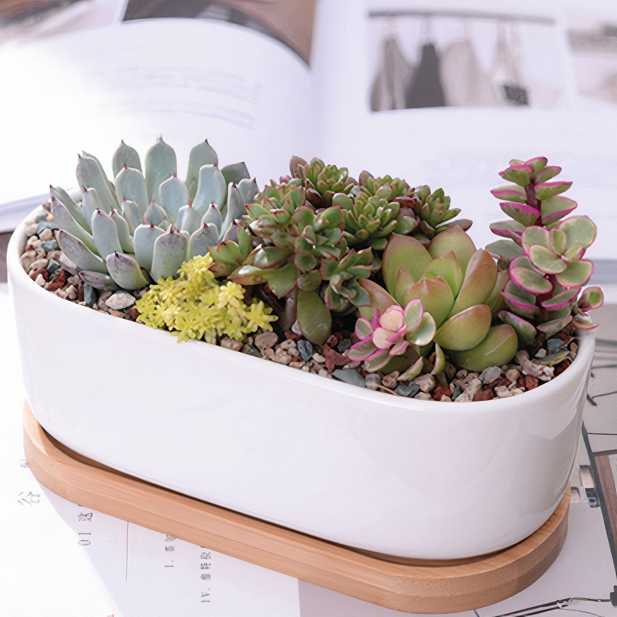elongated succulents Succulent Planter -Elongated
