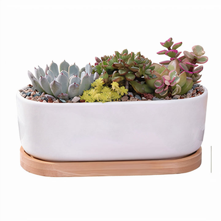 ClaudiaG Succulent Planter -Elongated