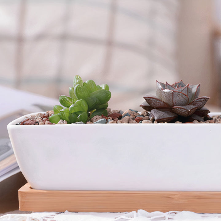 ClaudiaG Succulent Planter-Long