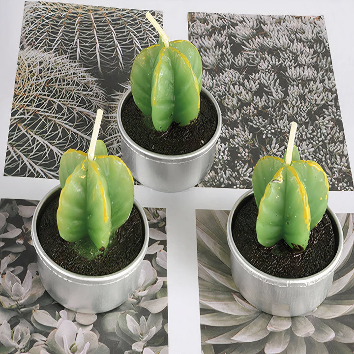 ClaudiaG Sahara Succulent Candle Set